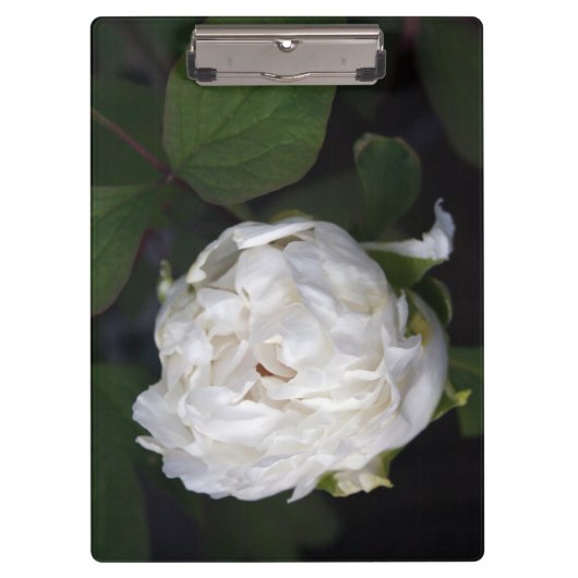 White Peony Floral Photography Cliboard Klembord (Voorkant)