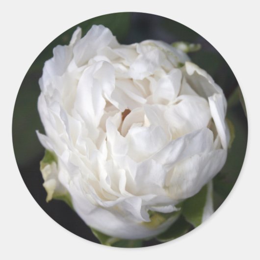 White Peony Floral Photography Round Sticker (Voorkant)