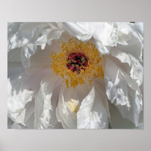White Peony Flower Petals en center Poster (Voorkant)