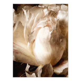 White Peony Flower Sepia Black Achtergrond Foto Afdruk