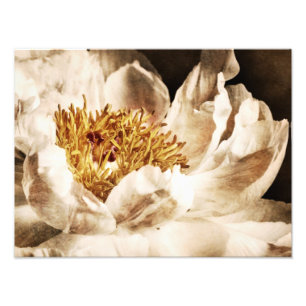 White Peony Flower Sepia Black Background floral Foto Afdruk