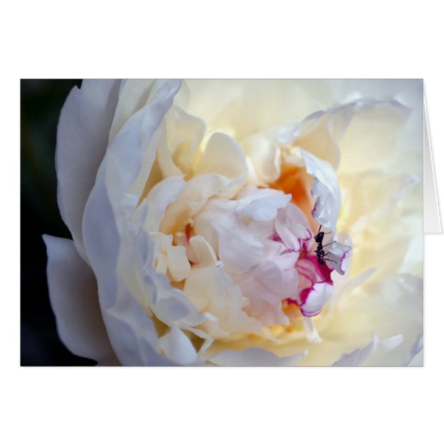 White Peony met Worker Ant Blank Card (Voorkant Horizontaal)