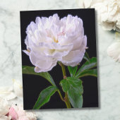 White Peony op Black Background Briefkaart