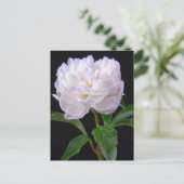 White Peony op Black Background Briefkaart (Staand voorkant)