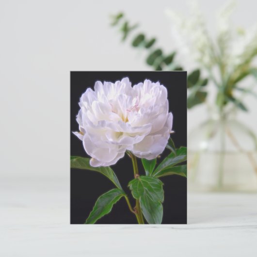 White Peony op Black Background Briefkaart (Staand voorkant)