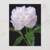 White Peony op Black Background Briefkaart (Voorkant)