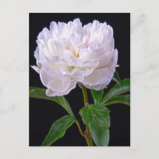 White Peony op Black Background Briefkaart (Voorkant)