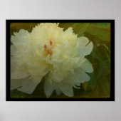 White Peony Poster (Voorkant)