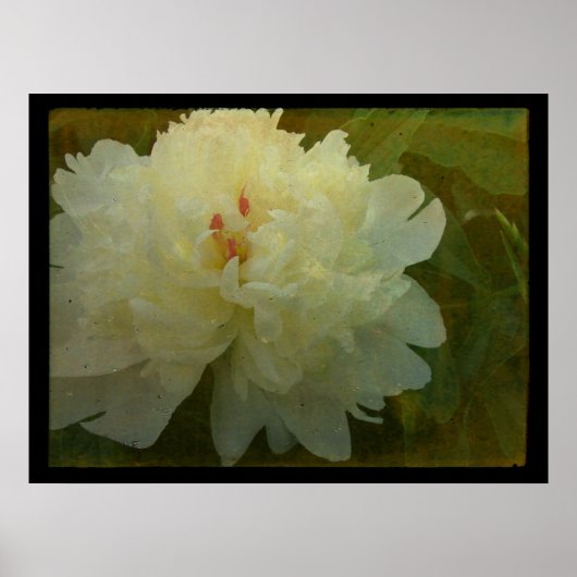 White Peony Poster (Voorkant)