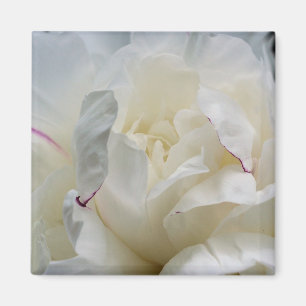 White Peony sluit de aanloopfoto van het fotomagne Magneet