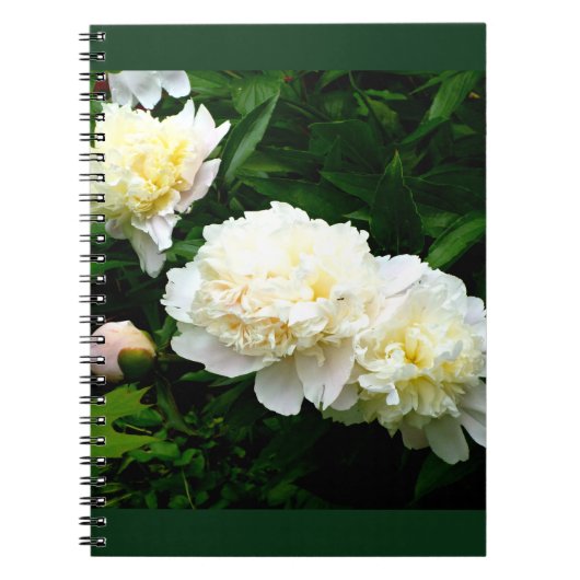 White Peony Trio Notitieboek (Voorkant)