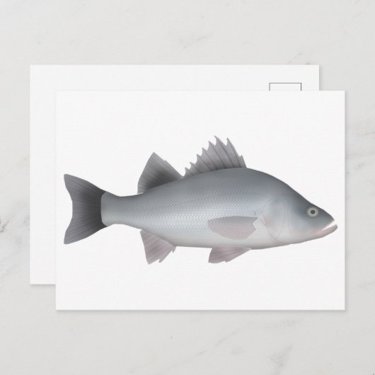 White Perch Briefkaart (Voorkant / Achterkant)