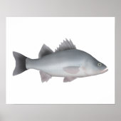 White Perch Poster (Voorkant)