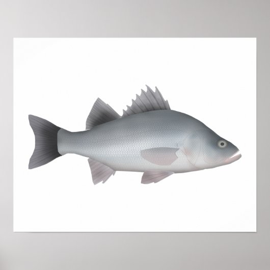White Perch Poster (Voorkant)