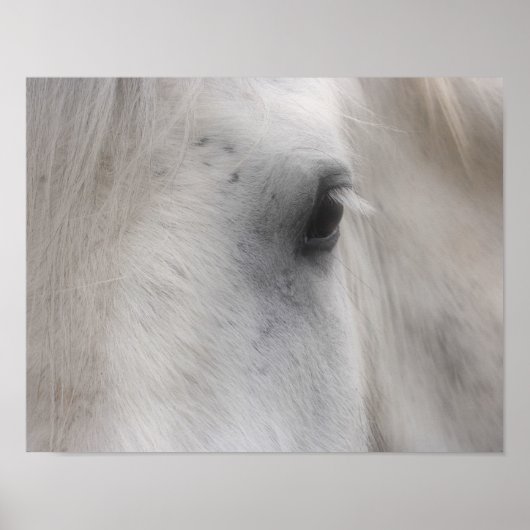 White Percheron Horse Eye Poster (Voorkant)