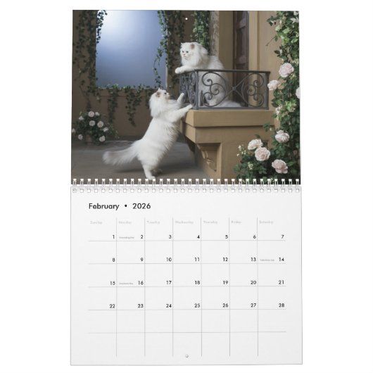 White Persian Cat Calendar Kalender (Feb 2026)