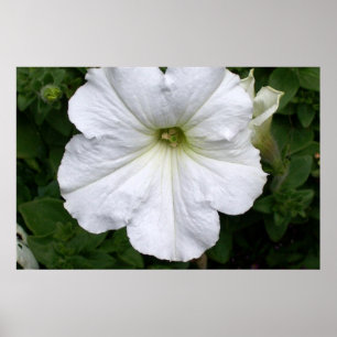 White Petunia Petunias Flowers Fotografie Poster
