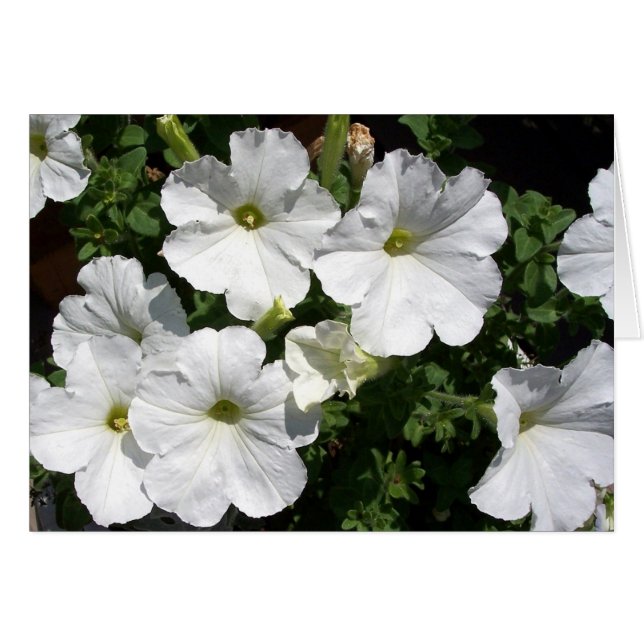 White Petunias (Voorkant Horizontaal)