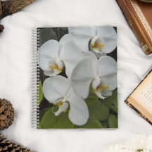 White Phalaenopsis Orchids Floral