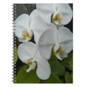 White Phalaenopsis Orchids Floral Notitieboek (Voorkant)
