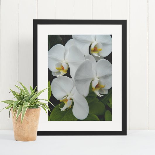 White Phalaenopsis Orchids Floral Poster