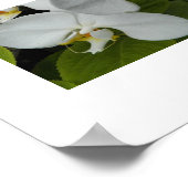 White Phalaenopsis Orchids Floral Poster (Hoek)