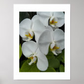 White Phalaenopsis Orchids Floral Poster (Voorkant)