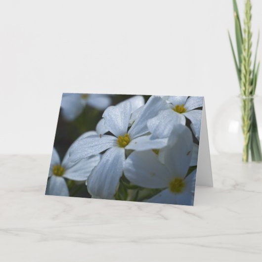 White Phlox Kaart (Voorkant)