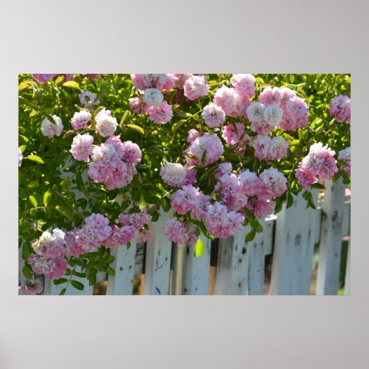White Picket Fence with Rozen Poster (Voorkant)