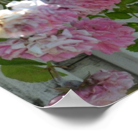 White Picket Fence with Rozen Poster (Hoek)