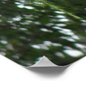 White Pigeon Print (Hoek)