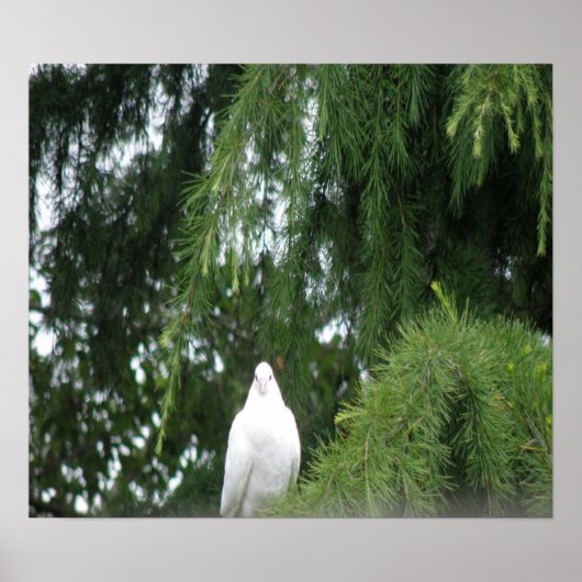 White Pigeon Print (Voorkant)