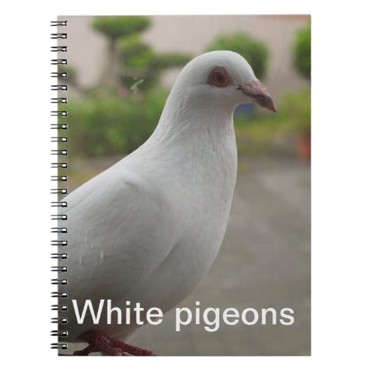 White pigeons notebook notitieboek (Voorkant)