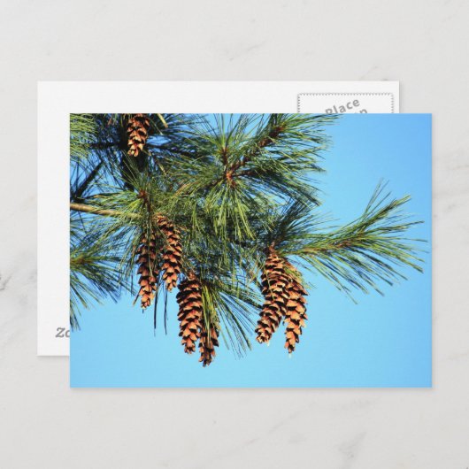 White Pine Tree Pine Cone Foto Briefkaart (Voorkant / Achterkant)