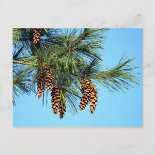White Pine Tree Pine Cone Foto Briefkaart