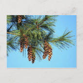 White Pine Tree Pine Cone Foto Briefkaart (Voorkant)