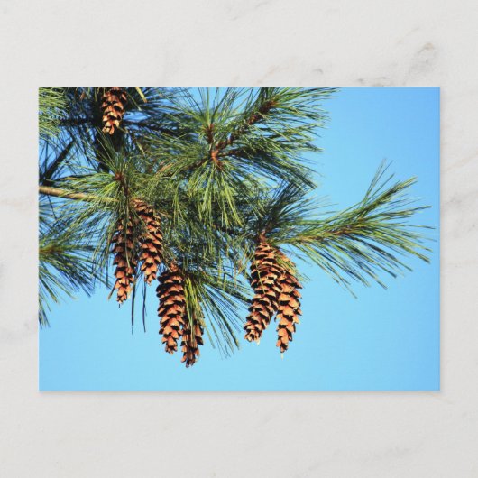 White Pine Tree Pine Cone Foto Briefkaart (Voorkant)