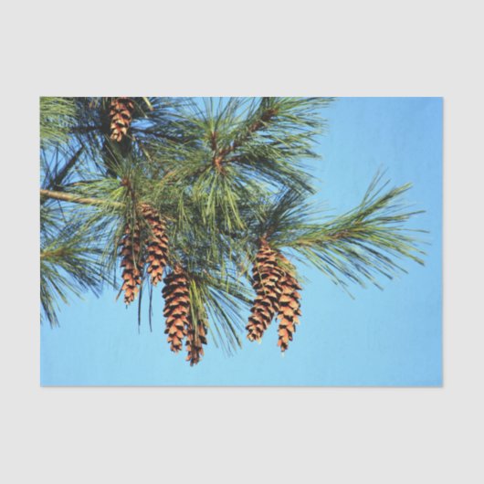 White Pine Tree Pine Cone Foto Tissuepapier (Voorkant)