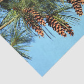 White Pine Tree Pine Cone Foto Tissuepapier (Detail)