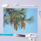 White Pine Tree Pine Cone Foto Tissuepapier (Craft)