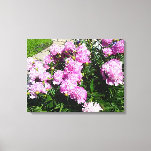White Pink Peony Flower Canvas Afdruk (Voorkant)