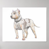 White Pit Bull Dog Waterverf Schets Poster (Voorkant)