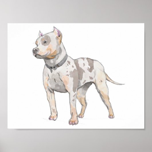 White Pit Bull Dog Waterverf Schets Poster (Voorkant)