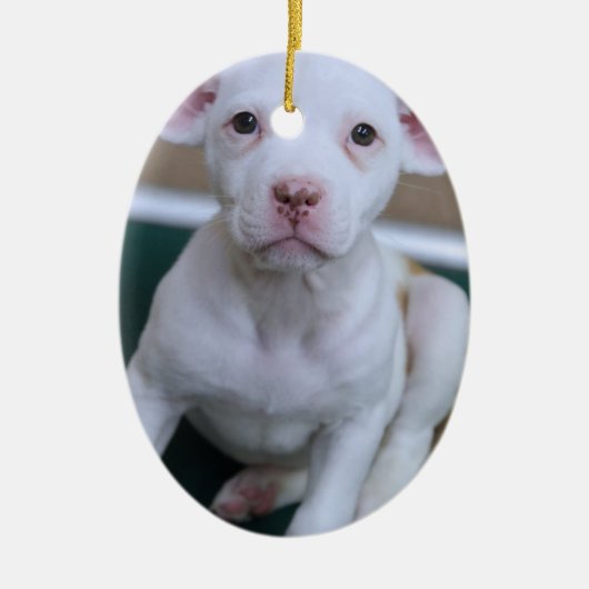 WHITE PIT BULL PUPPY ORNAMENT (Voorkant)