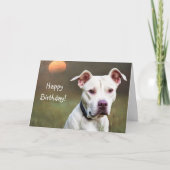 White Pitbull Birthday Kaart (Voorkant)