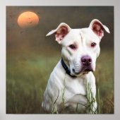 White Pitbull Poster (Voorkant)