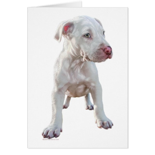White Pitbull Puppy (Voorkant)