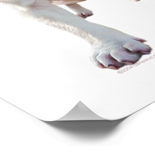 White Pitbull Puppy Poster (Hoek)