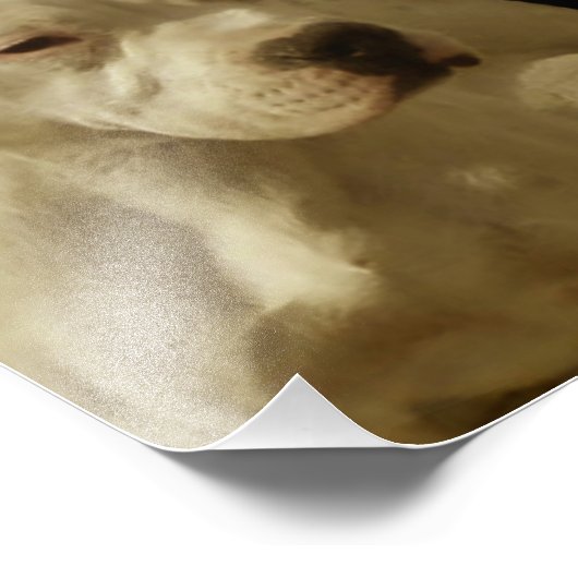 White Pitbull Terrier Foto Afdruk (Hoek)