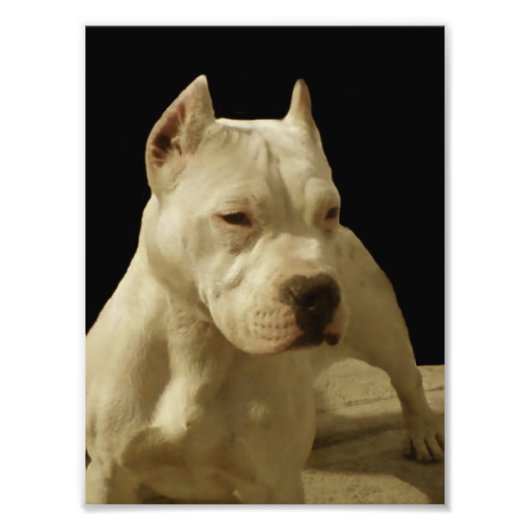 White Pitbull Terrier Foto Afdruk (Voorkant)